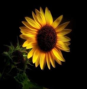 Meet your Posher, Kat